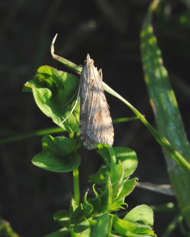 ID